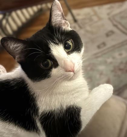 Oreo - Domestic Shorthair Mix available for adoption