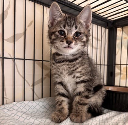 Cooper - Domestic Medium Hair Mix cat available for adoption in Calgary
