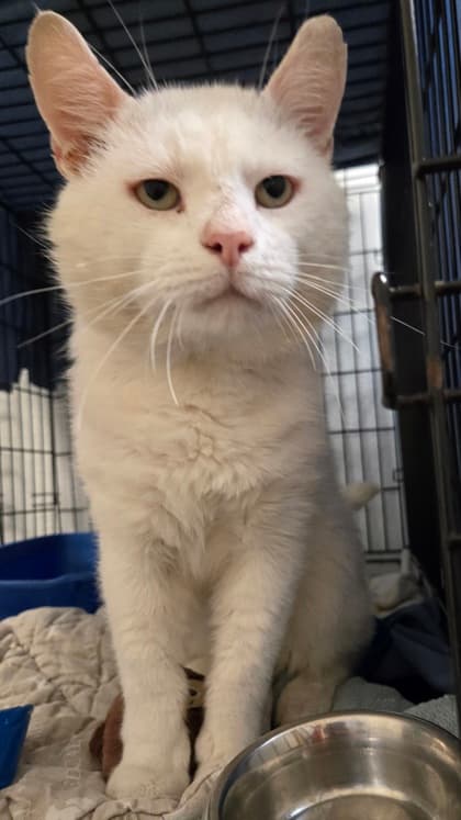 Mallow - Domestic Shorthair Mix available for adoption