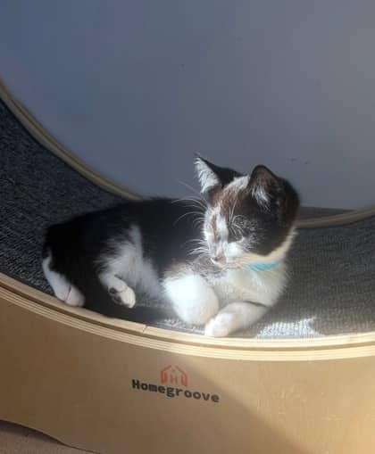 Bandit - Domestic Shorthair Mix cat available for adoption at Nova Scotia SPCA in Halifax