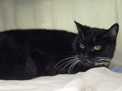 Lexi *special adoption fee - Domestic Shorthair Mix cat available for adoption at Nova Scotia SPCA in Halifax