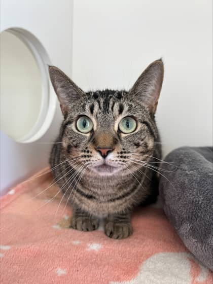 Bean - Domestic Shorthair Mix cat available for adoption at Nova Scotia SPCA in Halifax