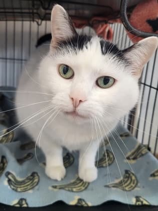 Sassy - Domestic Shorthair Mix available for adoption