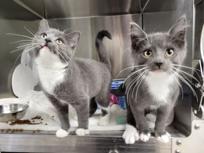 Flute - Domestic Shorthair Mix cat available for adoption at Nova Scotia SPCA in Halifax