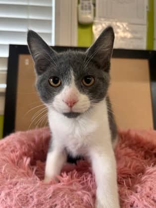 Scardy Bat - Domestic Shorthair Mix cat available for adoption at Nova Scotia SPCA in Halifax