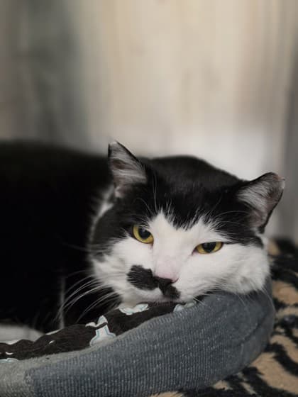 Stash - Domestic Shorthair Mix available for adoption