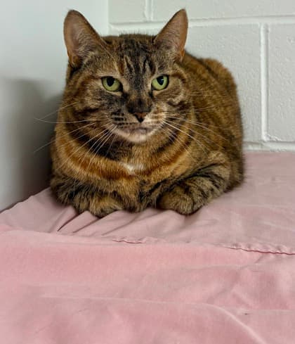 Arianna - Domestic Shorthair Mix cat available for adoption at Nova Scotia SPCA in Halifax