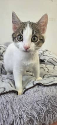 Misty - Domestic Shorthair Mix cat available for adoption at Nova Scotia SPCA in Halifax