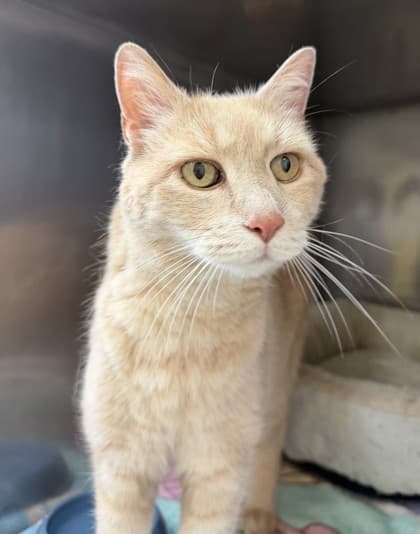 Ham - Domestic Shorthair Mix cat available for adoption in Calgary