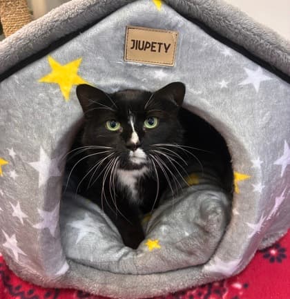 Mitzy - Domestic Shorthair Mix available for adoption