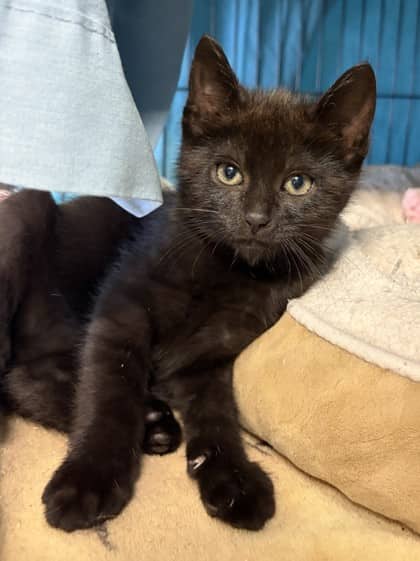 Kismet - Domestic Shorthair Mix cat available for adoption at Nova Scotia SPCA in Halifax