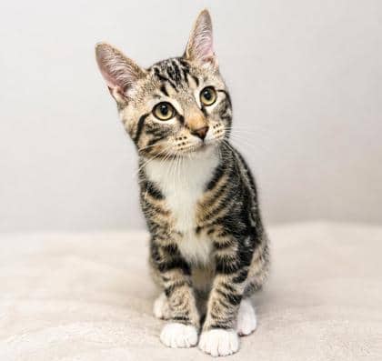 Tyler - Domestic Shorthair Mix available for adoption