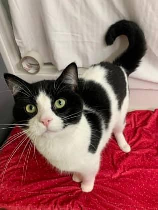 Elliot - Domestic Shorthair Mix cat available for adoption at Nova Scotia SPCA in Halifax