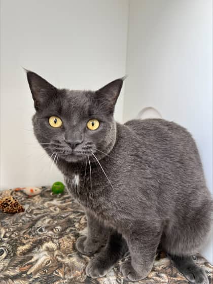 Cheese - Domestic Shorthair Mix cat available for adoption at Nova Scotia SPCA in Halifax