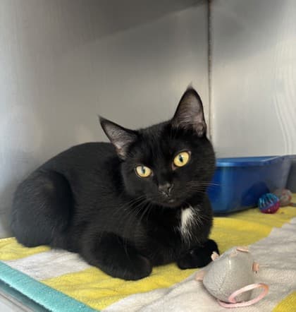 Squeaky - Domestic Shorthair Mix cat available for adoption at Nova Scotia SPCA in Halifax
