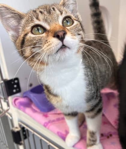 Butterscotch Ripple - Domestic Shorthair Mix cat available for adoption at Nova Scotia SPCA in Halifax