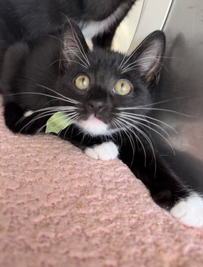 San - Domestic Shorthair Mix cat available for adoption at Nova Scotia SPCA in Halifax