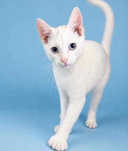 Mr. Meowgi - Domestic Shorthair Mix cat available for adoption in Nova Scotia