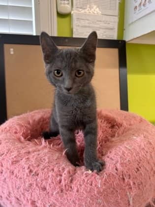 Ruby Gloom - Domestic Shorthair Mix cat available for adoption at Nova Scotia SPCA in Halifax