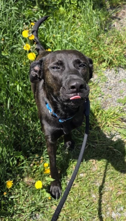 Cinder - Retriever, Labrador Mix available for adoption in Calgary