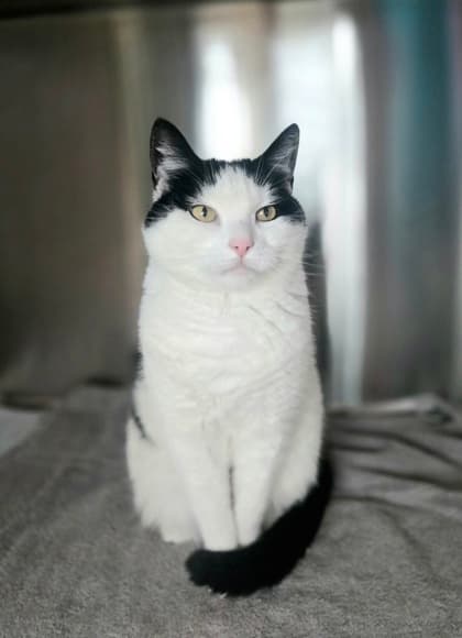 Missy - Domestic Shorthair Mix cat available for adoption at Nova Scotia SPCA in Halifax