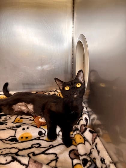 Peggy - Domestic Shorthair Mix available for adoption