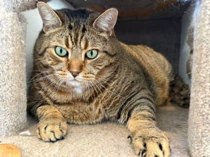 Tigger - Domestic Shorthair Mix cat available for adoption at Nova Scotia SPCA in Halifax