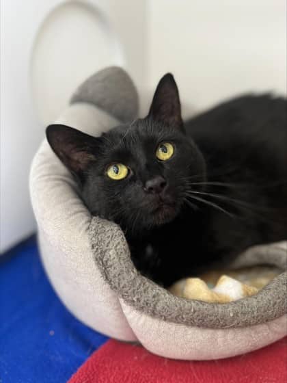 Duchess - Domestic Shorthair Mix available for adoption