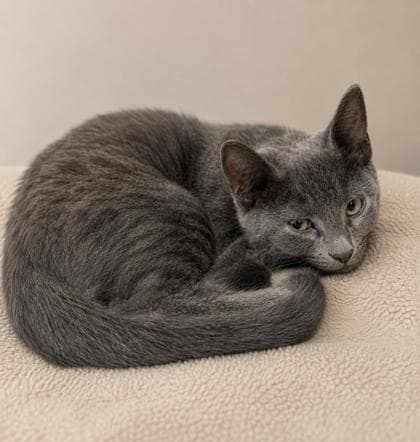 Kayce - Domestic Shorthair Mix available for adoption