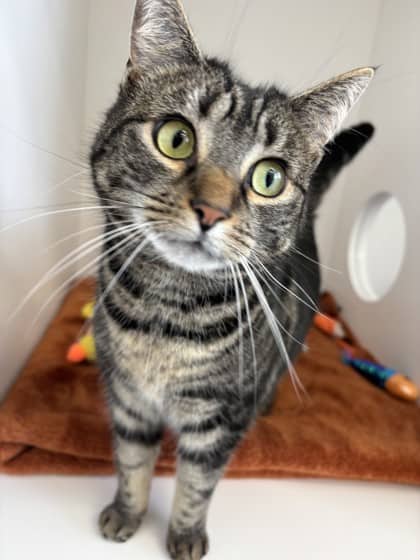 Ellie - Domestic Shorthair Mix available for adoption