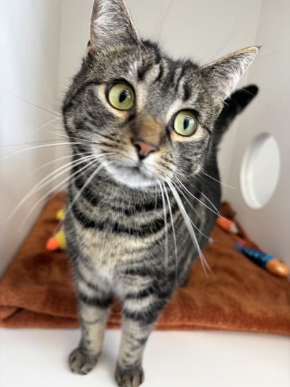 Ellie - Domestic Shorthair Mix available for adoption