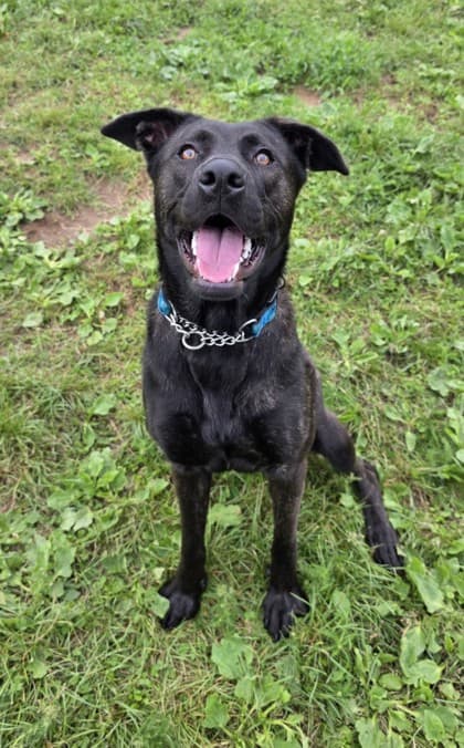Cinder - Retriever, Labrador Mix available for adoption