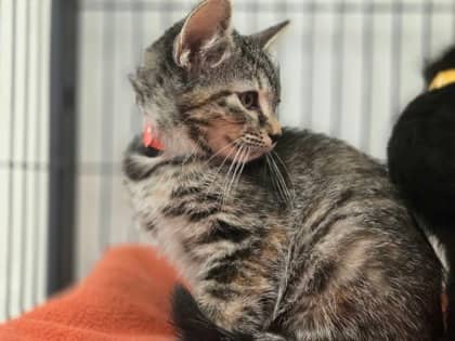 Moose - Domestic Shorthair Mix cat available for adoption at Nova Scotia SPCA in Halifax