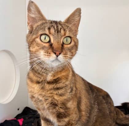 Ginga - Domestic Shorthair Mix cat available for adoption at Nova Scotia SPCA in Halifax