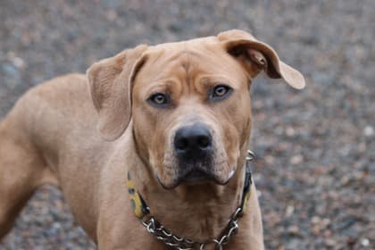 Boris - Mastiff Mix available for adoption in Calgary