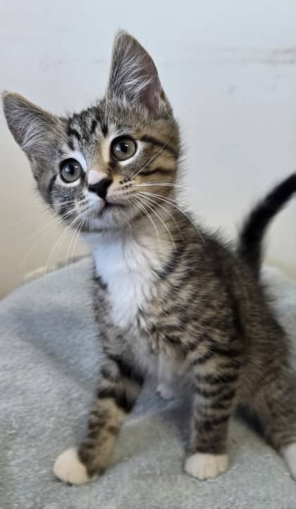 Woody - Domestic Medium Hair Mix cat available for adoption at Nova Scotia SPCA in Halifax