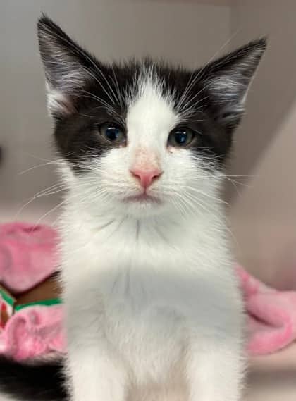 Clarence - Domestic Shorthair Mix cat available for adoption at Nova Scotia SPCA in Halifax
