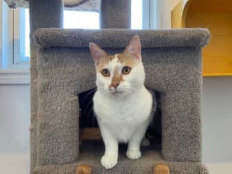 Niko (Pumpkin) - Domestic Shorthair Mix cat available for adoption in Calgary