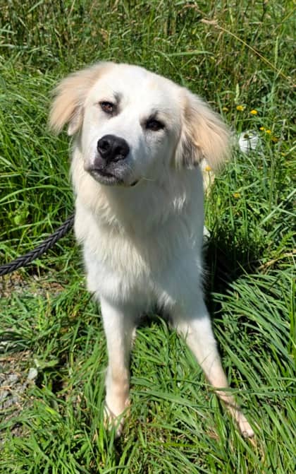 Charlie - Great Pyrenees Mix available for adoption