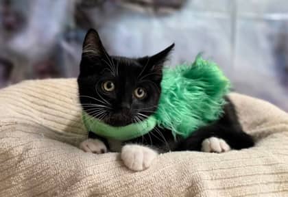 Kedi - Domestic Shorthair Mix cat available for adoption at Nova Scotia SPCA in Halifax