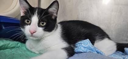 Jinx - Domestic Shorthair Mix cat available for adoption in Nova Scotia