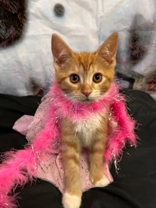 Rachel - Domestic Medium Hair Mix cat available for adoption at Nova Scotia SPCA in Halifax