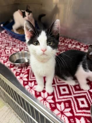 Spot - Domestic Shorthair Mix available for adoption