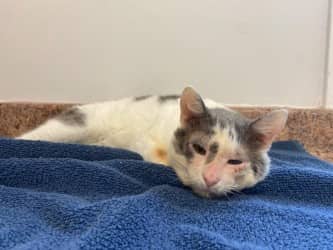 Shawn - Domestic Shorthair Mix available for adoption