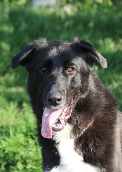 Norman (Zio) - Great Pyrenees / German Shepherd available for adoption in Calgary