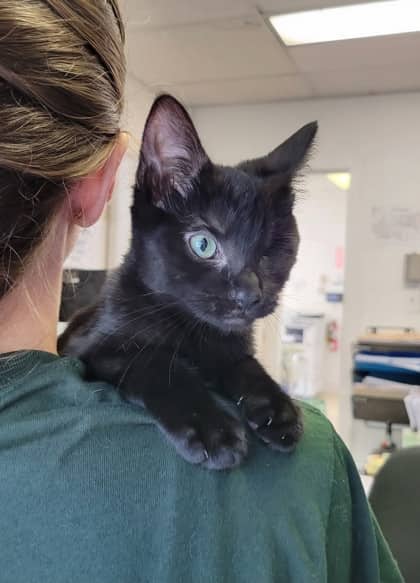Gwenyth - Domestic Shorthair Mix available for adoption