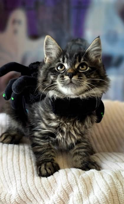 Mario - Domestic Medium Hair Mix available for adoption