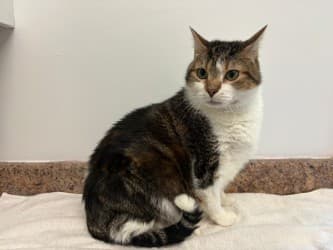 Nox (Max) - Domestic Shorthair Mix cat available for adoption in Calgary