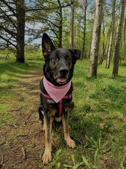 Lucy - German Shepherd Mix available for adoption in Calgary