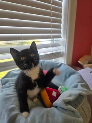 Brooklyn - Domestic Shorthair Mix cat available for adoption at Nova Scotia SPCA in Halifax